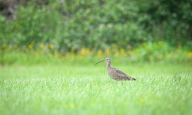 Easter Warning: Don't Disturb Nesting Birds!
