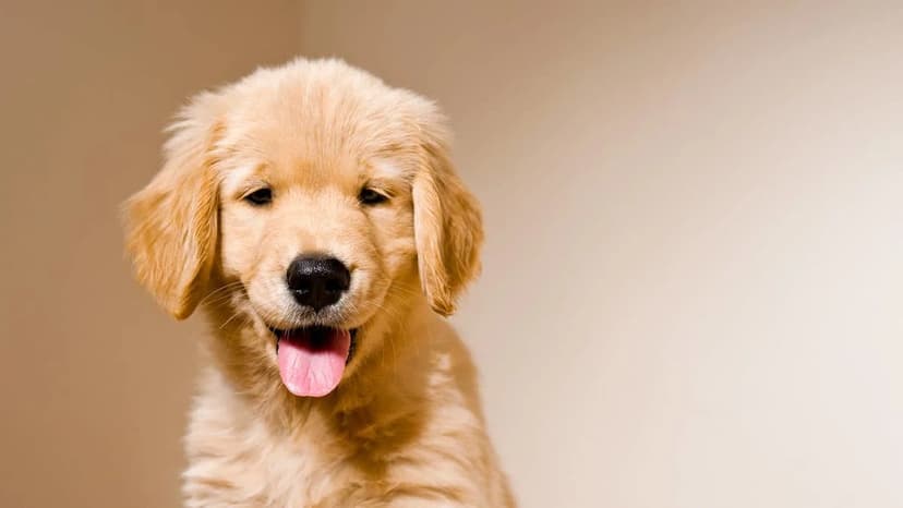 Kindness and $50 Changed a Puppy's Life