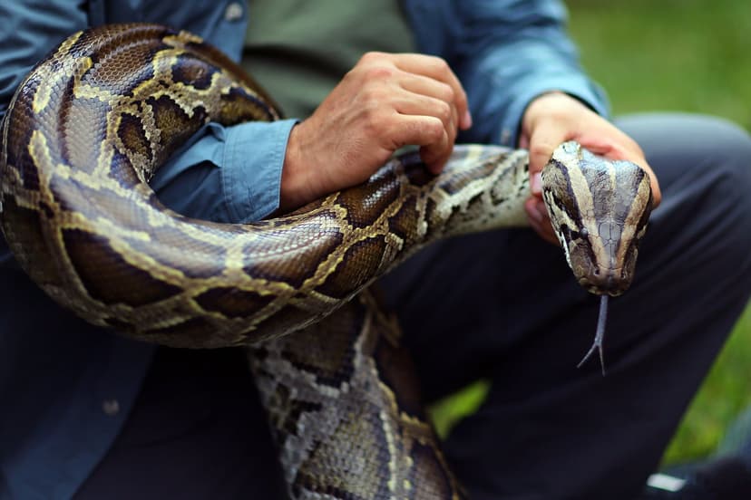 Python Blood Holds Secret to Healthier Weight Loss