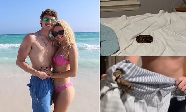 Florida Airbnb guests find snake in sheets