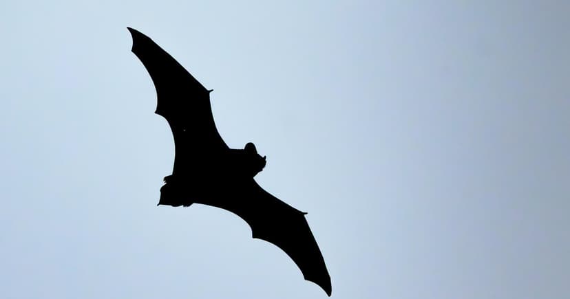 Rabid Bat Found in NJ Home; Cats Exposed