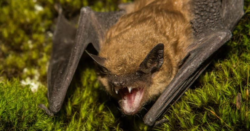 Rabies Alert: Bat Found on Fullerton College Campus