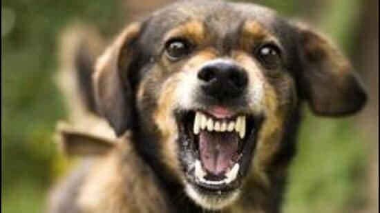 Rabies Scare: Family of Seven Referred to PGI Chandigarh