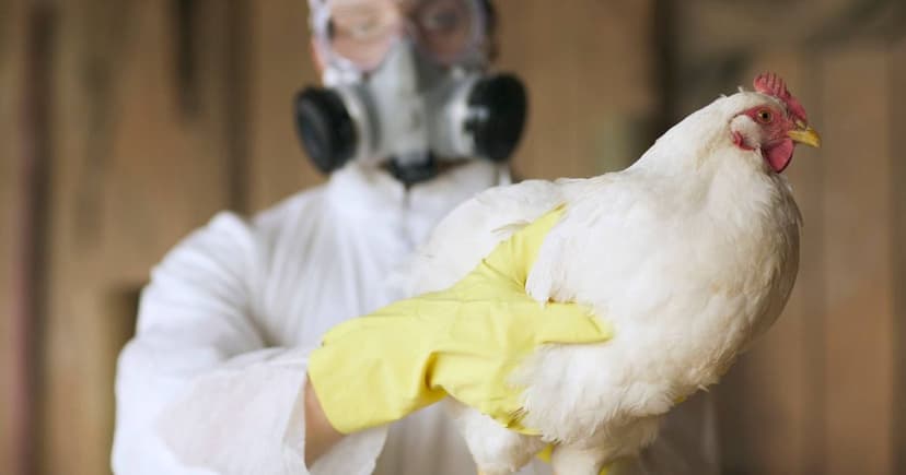 Italy Diagnoses Rare Bird Flu Strain