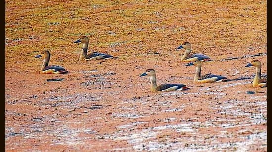 Kosi Wetlands Teem With Rare Migratory Birds