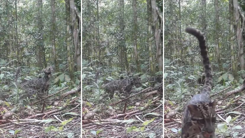 Rare Clouded Leopard Family Sighted in Borneo
