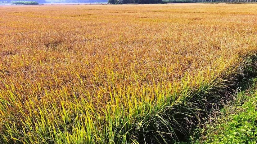 Rare Frost Damage Hits Indian Rice Crops