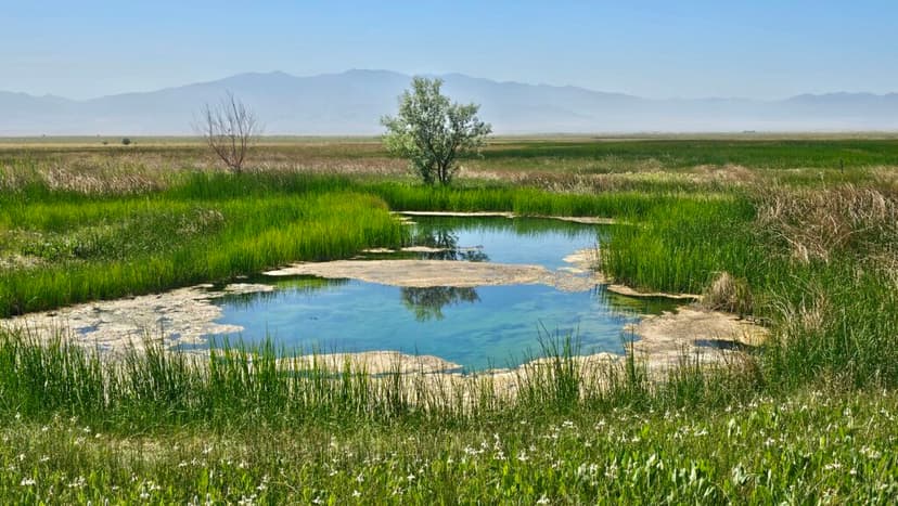 Rare Nevada Toad Gets Protection Deadline
