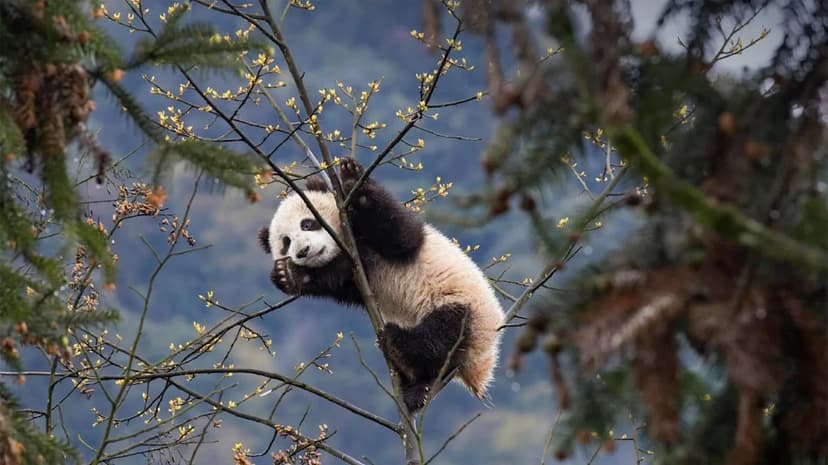 Indonesia Welcomes Rare Panda Cub