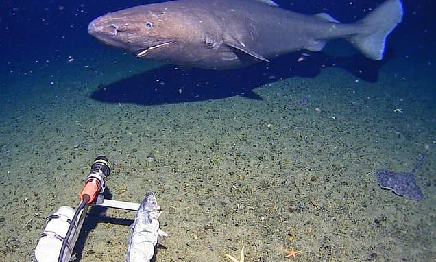Deep Freeze Surprise: Shark Found in Antarctic Waters!