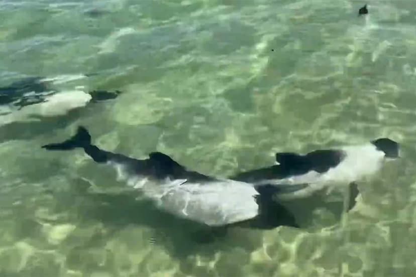 Rare 'Skunk Dolphin' Fearlessly Approaches Tourist