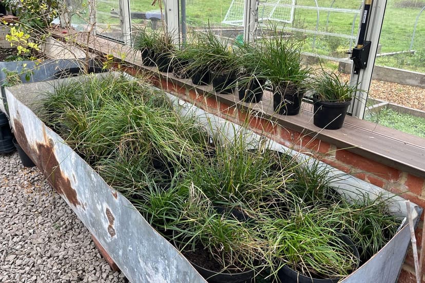 Rare UK Plant Rescued From Footpath Peril