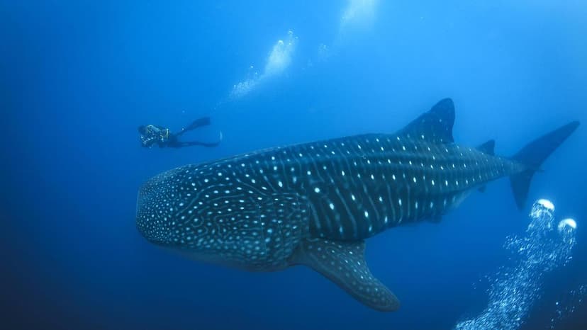 Rare Whale Shark Sighting Thrills Divers