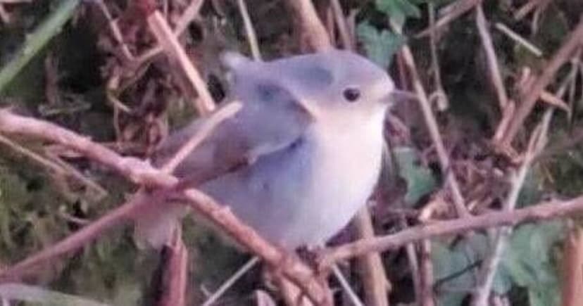 Photographer Films 'Extremely Rare' White Robin