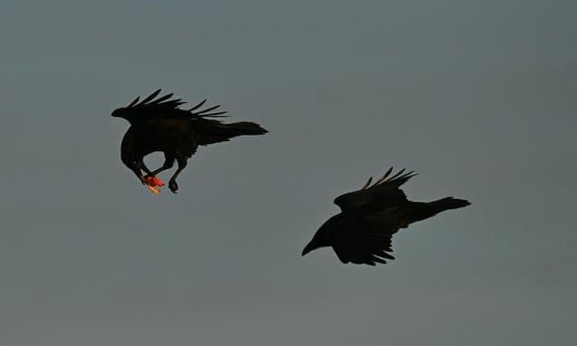 Ravens Use Memory for Scavenging