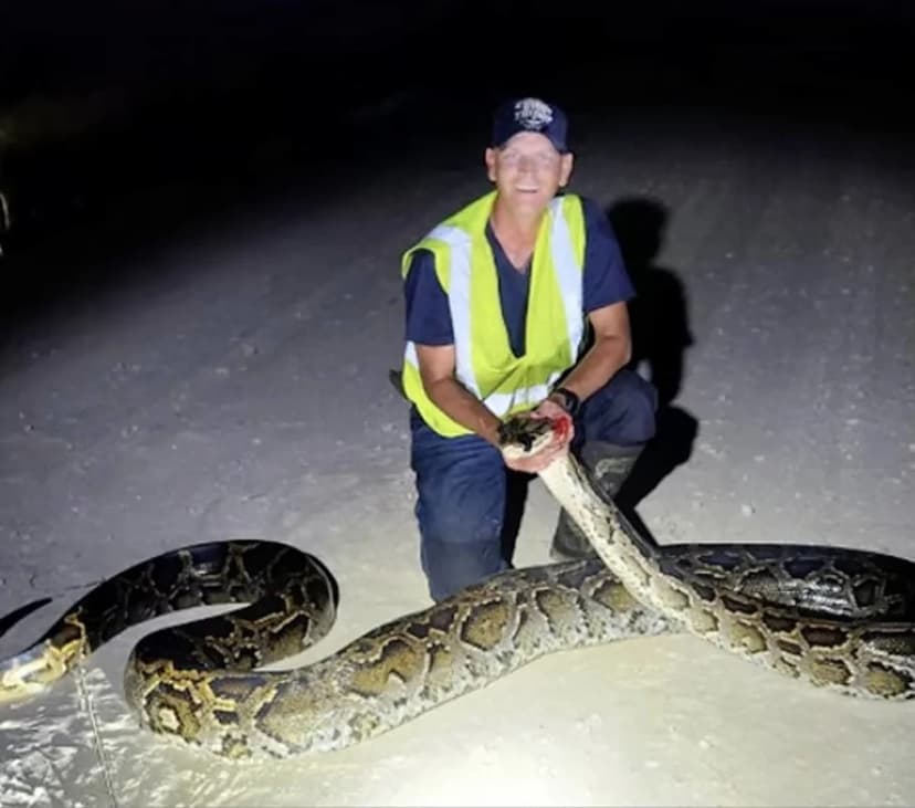 Everglades Hunter Bags Second-Largest Python Ever