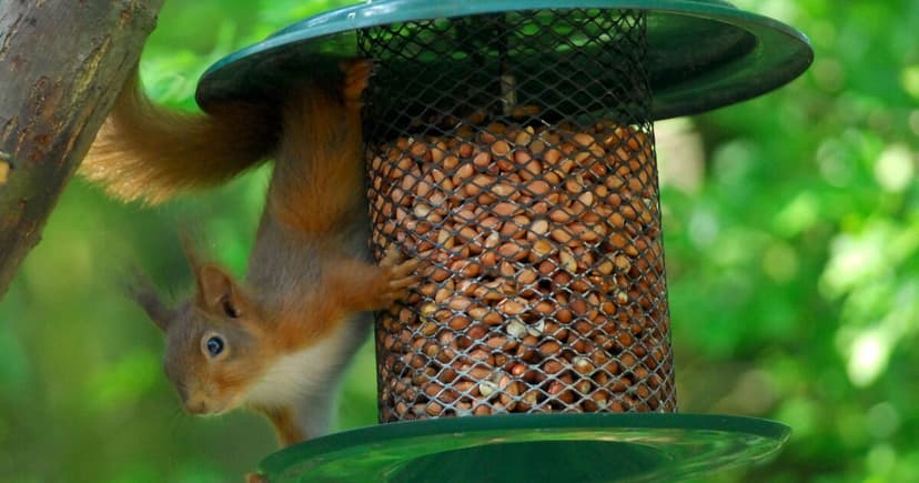 £6.2M Red Squirrel Fund Criticized for Top-Heavy Spending