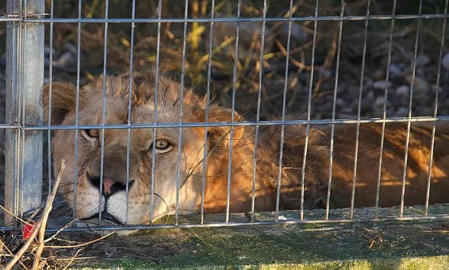 Rescued Lion and Bear Find New Homes in Germany
