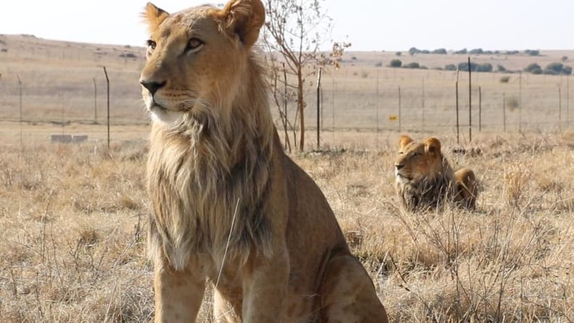 Rescued Lions Begin Wild Life in Free State