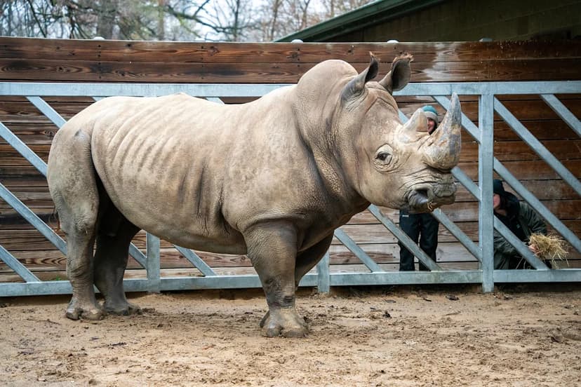 Rhino Frankie Arrives in South Bend