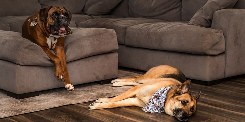 Ring AI Scans Neighborhoods for Lost Dogs