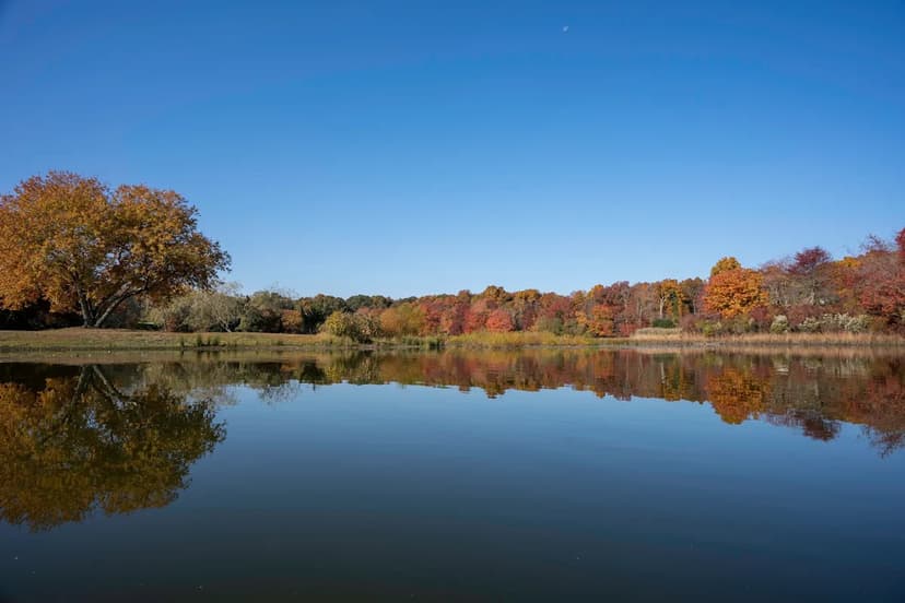 River otters return to Long Island after long absence