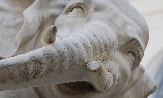 Rome Elephant Tusk Breaks Off... Again!