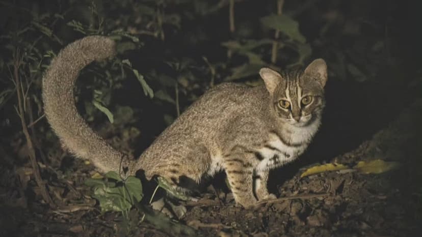 World's Smallest Cat Thrives Near Delhi