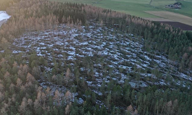 Scotland's Forests Face Years of Storm Damage Recovery
