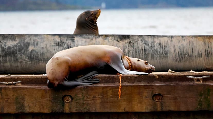 Sea Lion Rescued from Deadly Rope in Canadian Bay