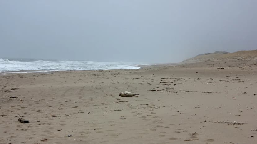 Seal's Second Chance Lost to Ghost Fishing Gear