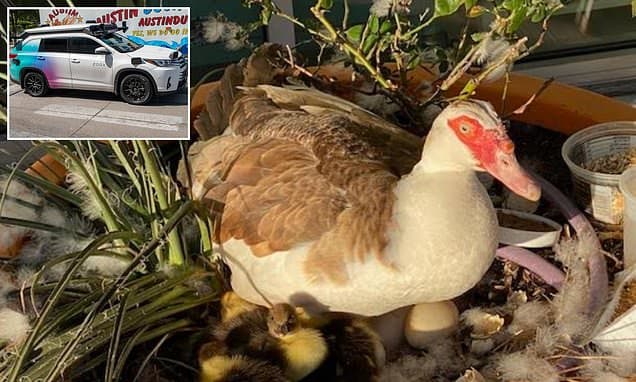 Self-Driving Car Kills Duck in Texas Park