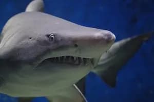 Shark Bites Man on Foot in Florida Waters