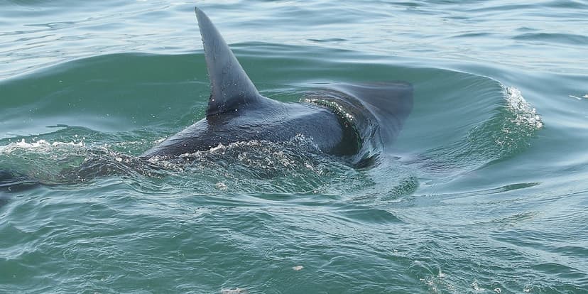 Swimmer Attacked: Shark Sightings Surge on Long Island