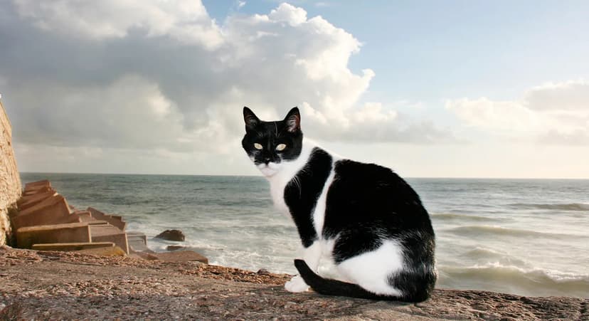 Simon the Cat: A Navy Legend's Gallant Tale