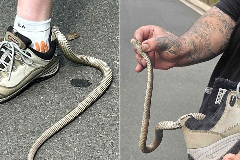 Deadly Snake Latches onto Woman's Shoe