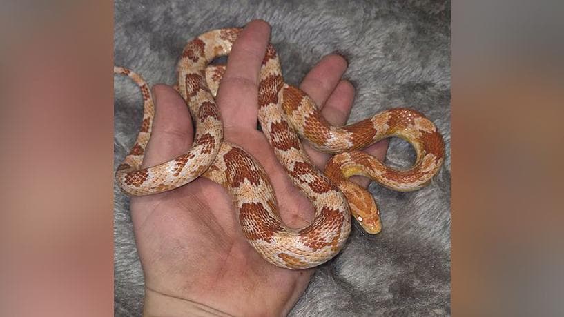 Second Snake Terrifies Resident in 10 Days