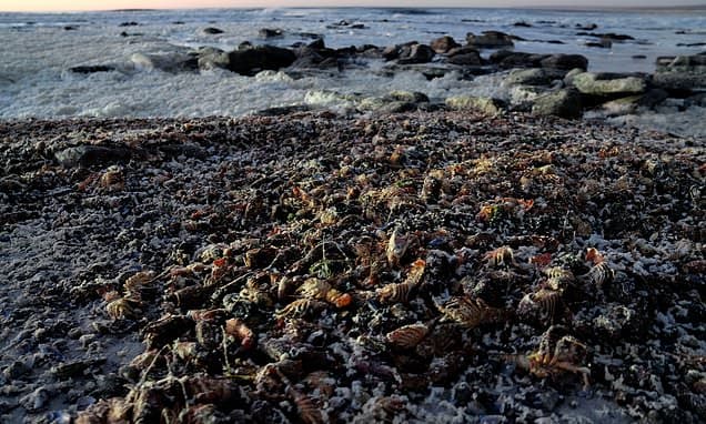 Toxic Algae Kills Thousands of Rock Lobsters