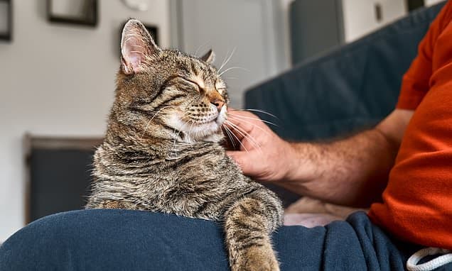 Cats Meow More at Men: Study Reveals Feline Preference