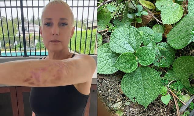 Suicide Plant's Sting: 4 Years of Agony