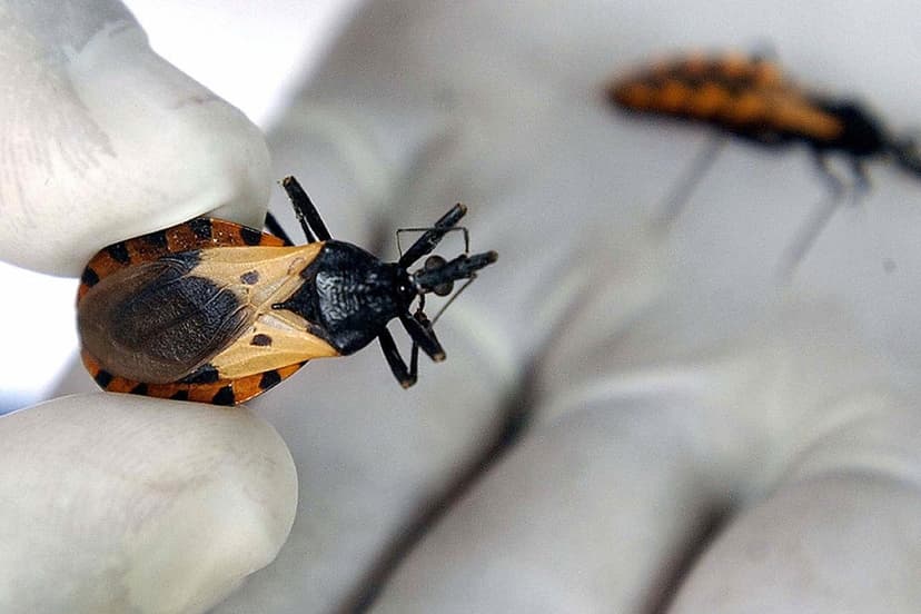Texas Dog Dies of Chagas Disease Spread by Kissing Bug