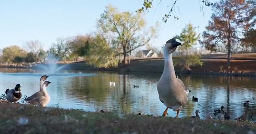 Furious Geese Leave Woman with Broken Pelvis