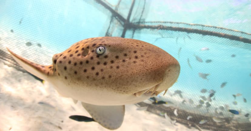 Sharks Return: Thailand Rewilds Endangered Leopard Sharks