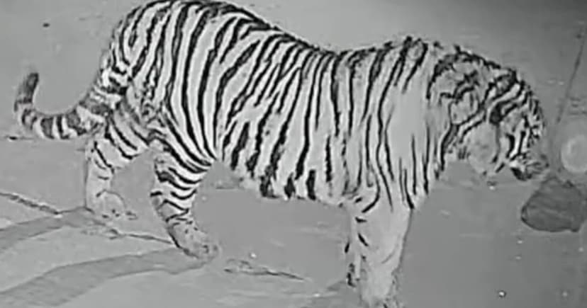 Tiger Snatches Dog, Devours It To Bones
