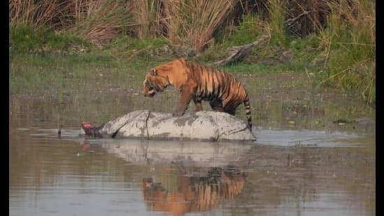 Tiger Kills Rhino in Dudhwa National Park