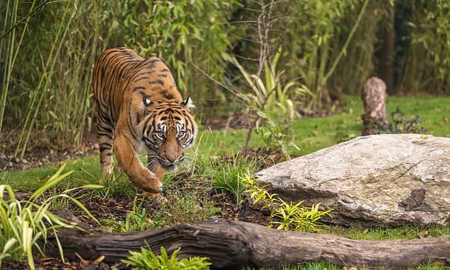 Tiger Lodge: Get Face-to-Face with Predators