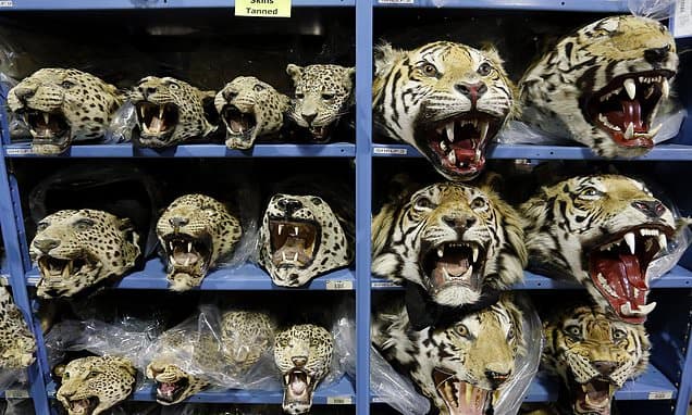 Tiger Trafficking Surges Globally