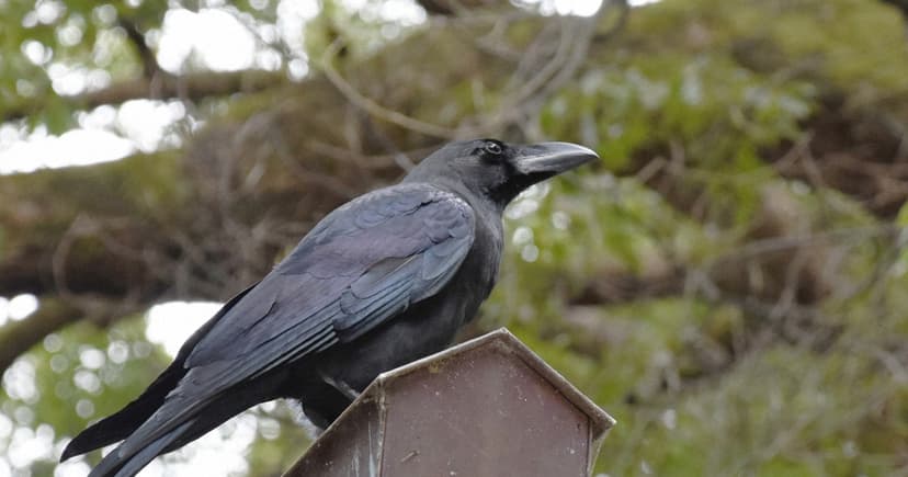 Tokyo Crows Declared Victory: Population Down 80%