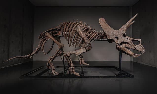 Triceratops Fossil Hits Auction Block