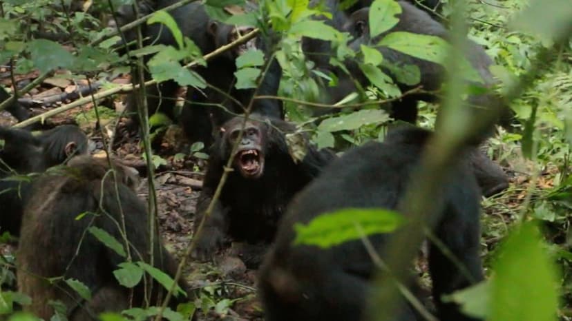 Chimpanzee Civil War Erupts in Uganda's Kibale Park